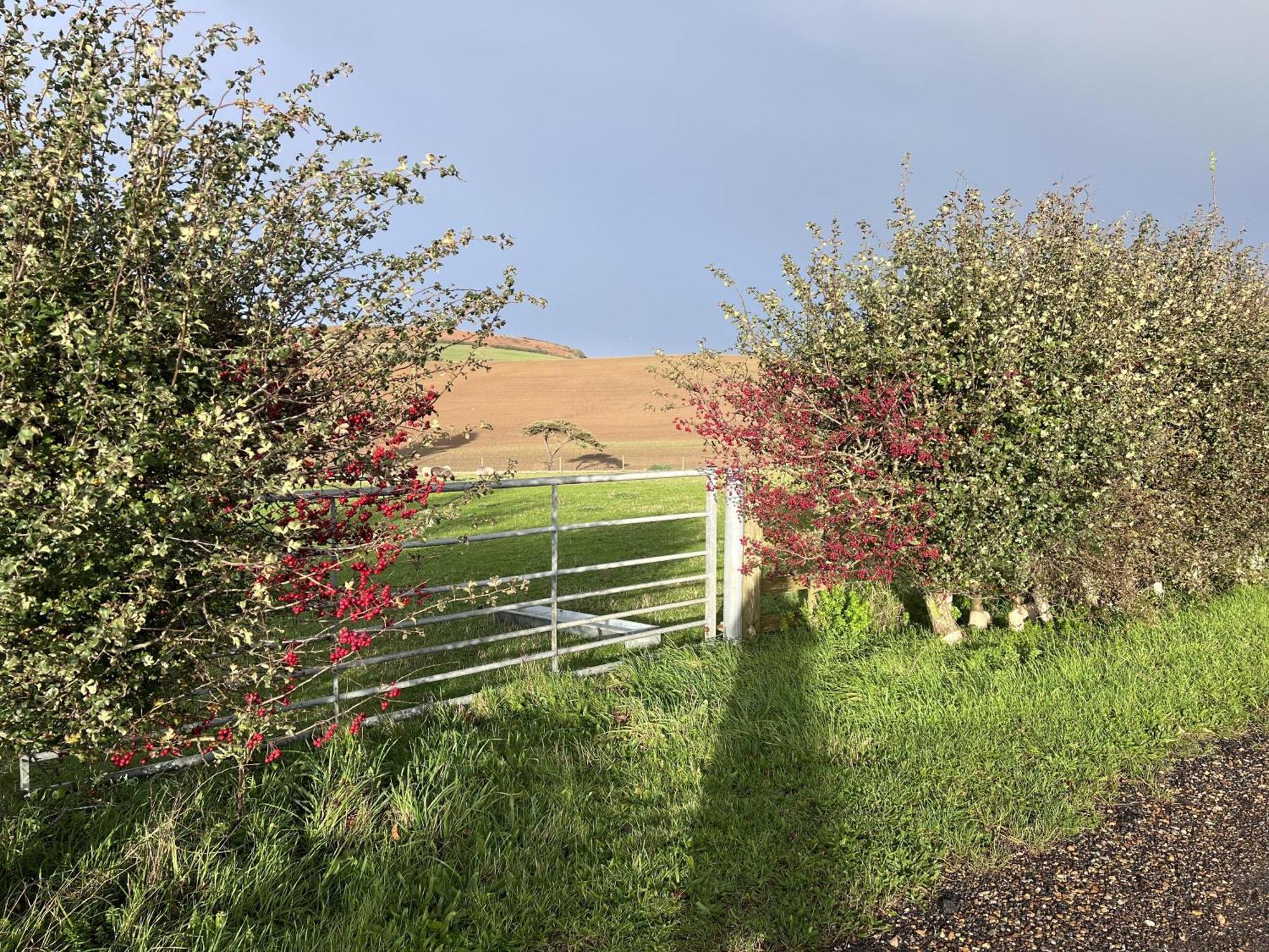Bike Shed - Beautiful 1-Bed Cottage In Shorwell 外观 照片